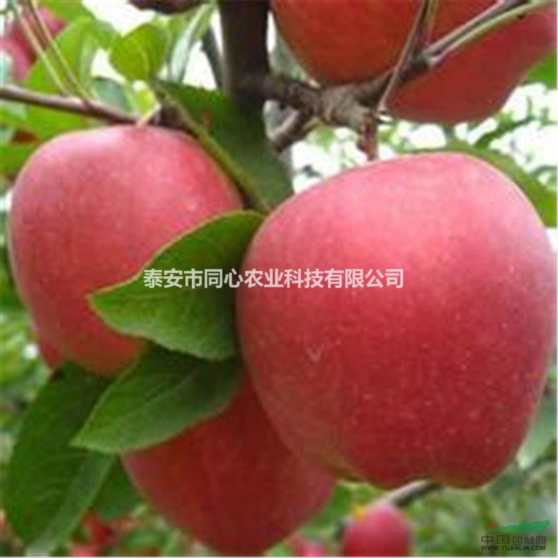 山東蘋(píng)果實(shí)生苗價(jià)格 蘋(píng)果實(shí)生苗種植基地