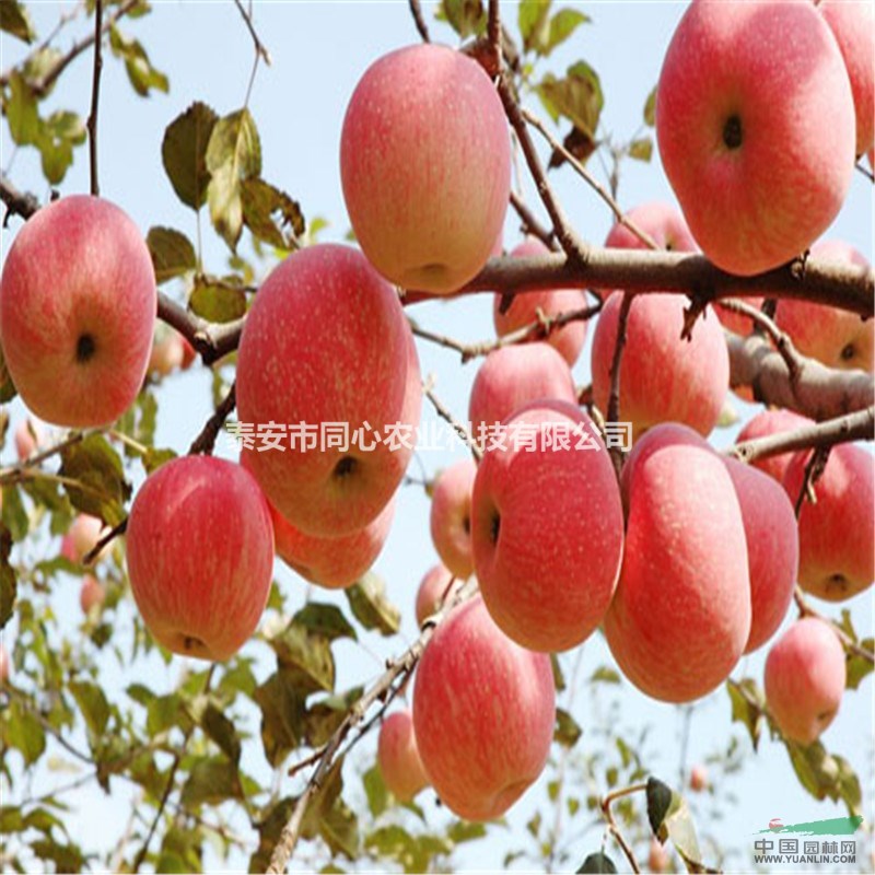山東蘋(píng)果實(shí)生苗價(jià)格 蘋(píng)果實(shí)生苗種植基地