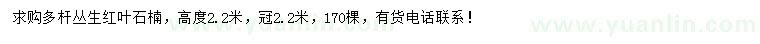 求購高度2.2米多桿叢生紅葉石楠