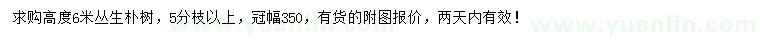 求購高度6米叢生樸樹