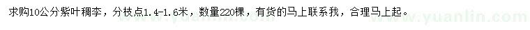 求購10公分紫葉稠李