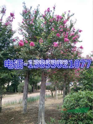 湖北國槐種植基地