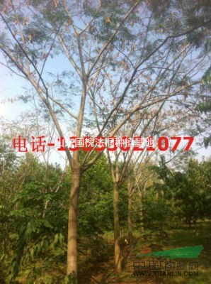 湖北國槐種植基地