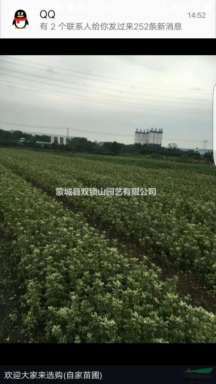 大量自家苗圃金葉黃楊 有需要聯系