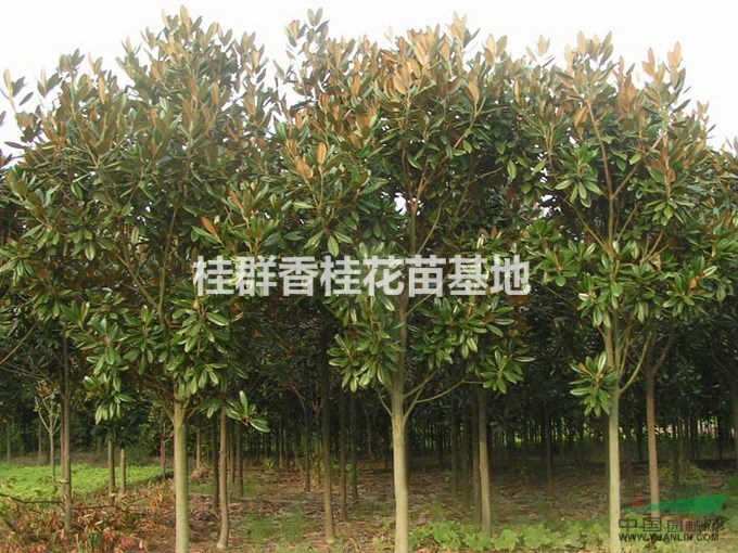 專供桂花樹，金桂，丹桂，狀元紅，朱砂桂