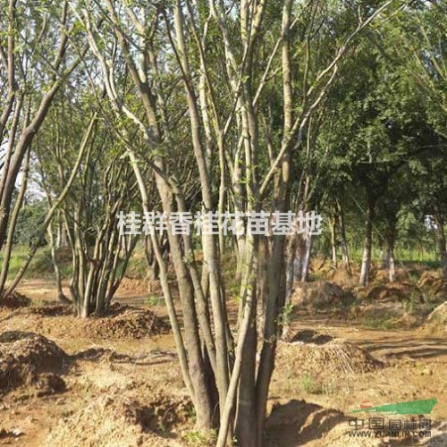 湖北精品4桿5桿6桿叢生樸樹價(jià)格