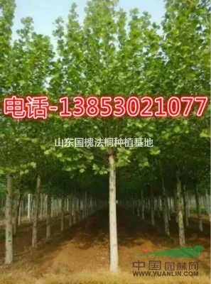 鄆城華信園林精品15-18-20公分速生法桐種植基地