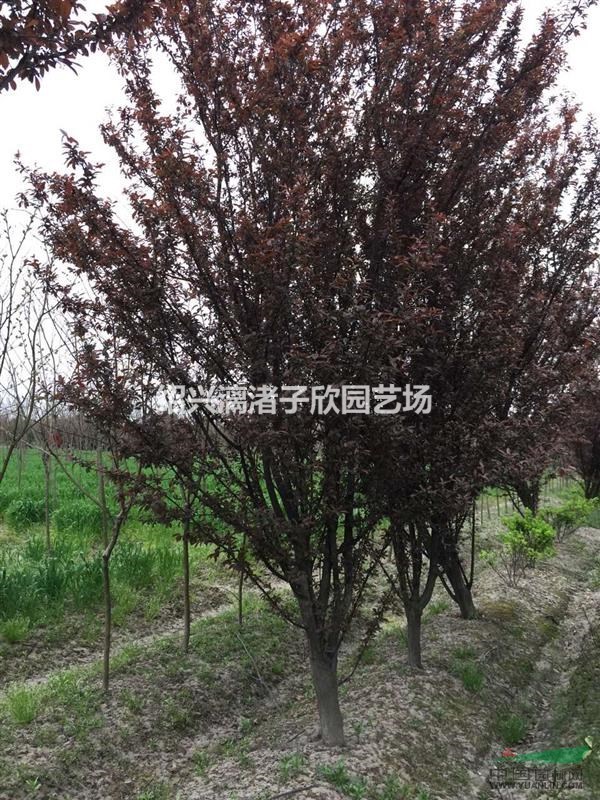 精品大規格紅葉李 12公分至15公分   500棵