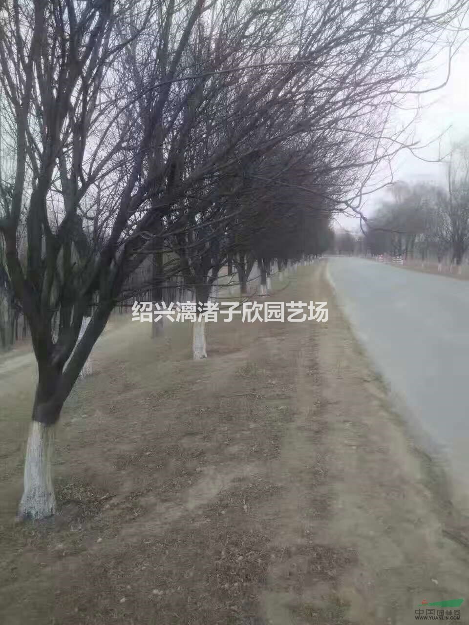 精品大規格紅葉李 12公分至15公分   500棵