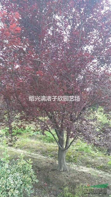 精品大規格紅葉李 12公分至15公分   500棵