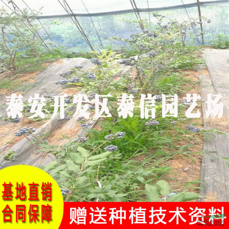 半高叢藍莓苗批發(fā) 半高叢藍莓苗價格
