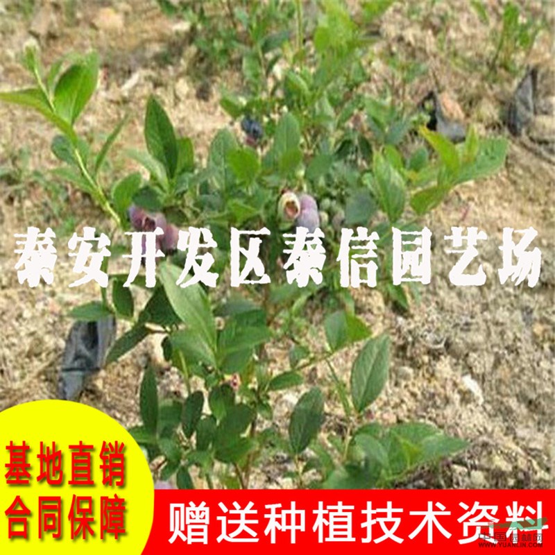 半高叢藍莓苗批發(fā) 半高叢藍莓苗價格