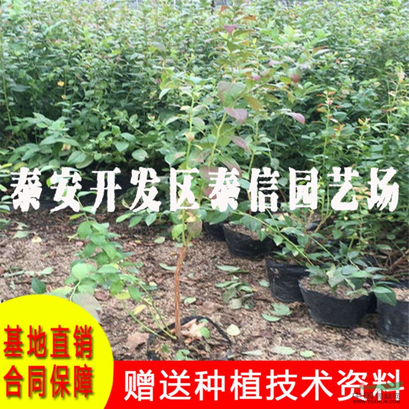 北村藍(lán)莓苗價(jià)格 北村藍(lán)莓苗基地