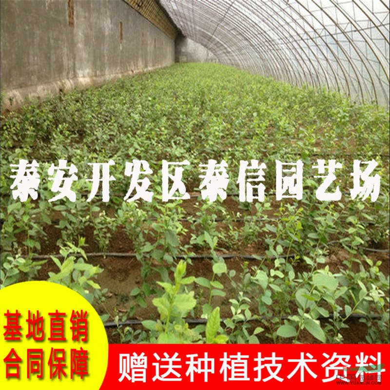 北村藍(lán)莓苗價(jià)格 北村藍(lán)莓苗基地