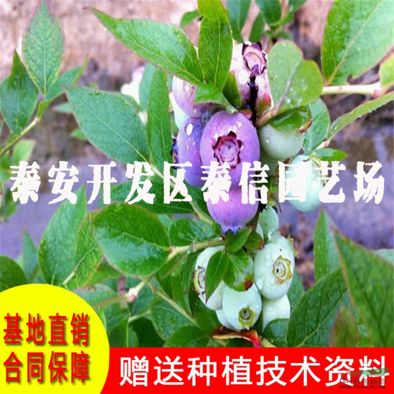 北藍(lán)藍(lán)莓苗批發(fā) 北藍(lán)藍(lán)莓苗基地