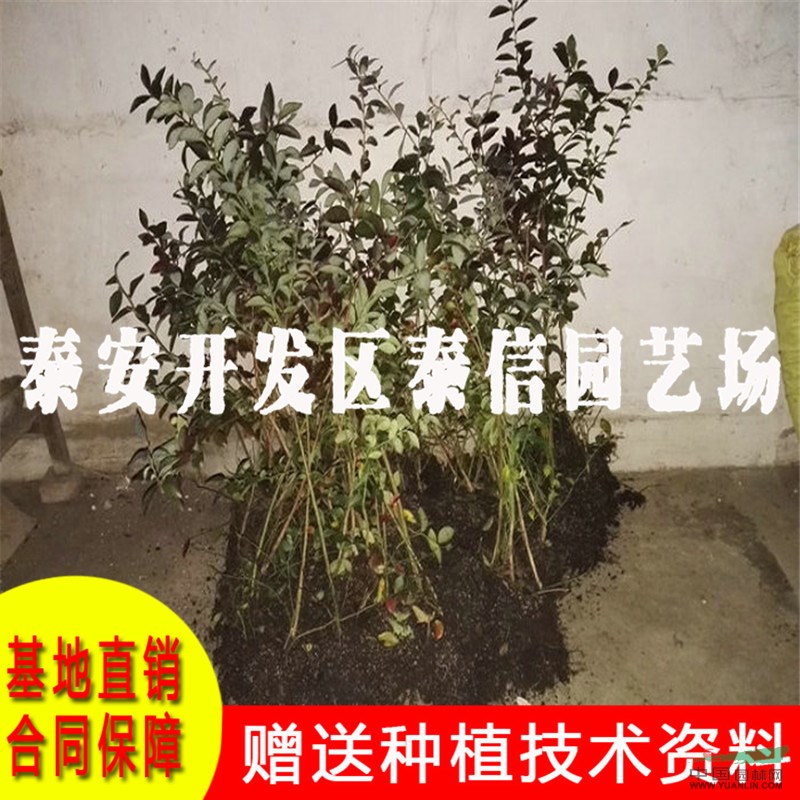 北藍(lán)藍(lán)莓苗批發(fā) 北藍(lán)藍(lán)莓苗基地
