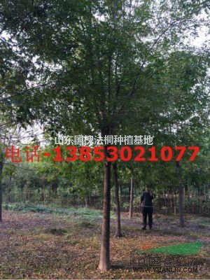 12公分五角楓價格12公分五角楓基地種植技術(shù)