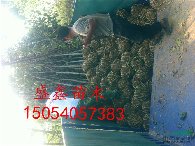 今年油用牡丹單棵價格報價