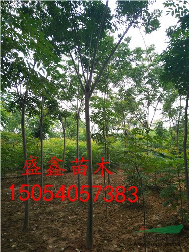 今年油用牡丹單棵價格報價