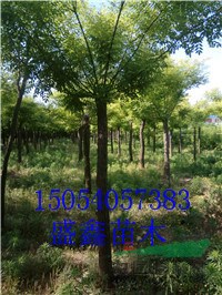 秋季占地牡丹單棵價(jià)格報(bào)價(jià)
