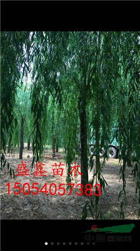 今年二年生牡丹價格