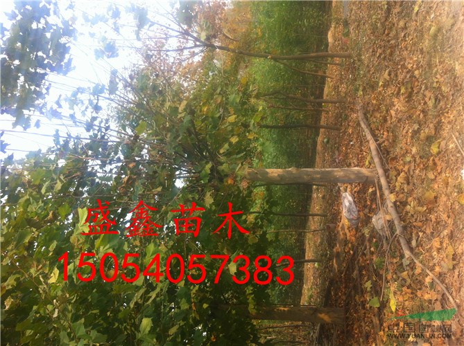 今年五年生牡丹基地