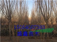 今年五年生牡丹基地