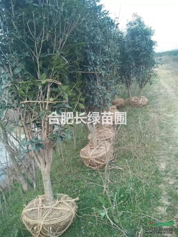 小葉金桂，叢生金桂，八月桂，高桿桂花小苗種植基地