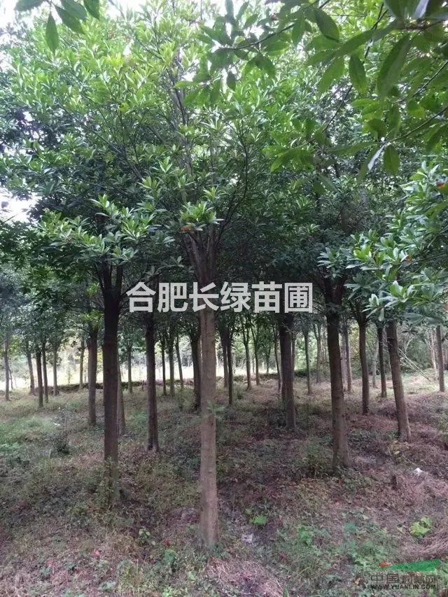 安徽肥西出售水杉，垂柳，杜英，黃山欒樹，無患子，櫸樹，樸樹