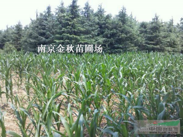 北方雪松種植管理