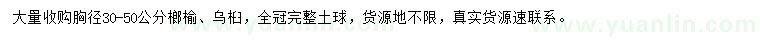 求購胸徑30-50公分榔榆、烏桕