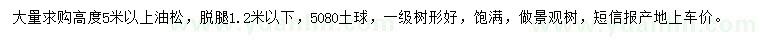 求購高度5米以上油松