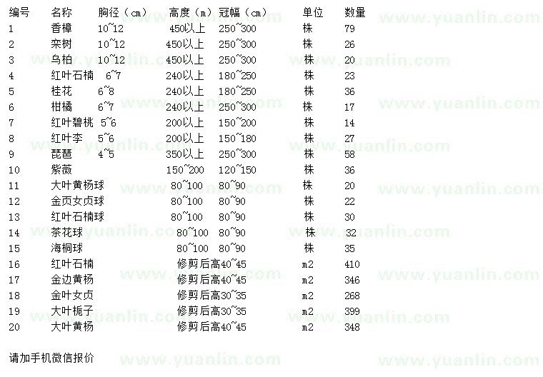 求購香樟、欒樹、烏柏等