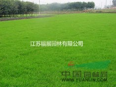 四季青草坪  剪股穎草坪價格  剪股穎適用足球場、高爾夫球場