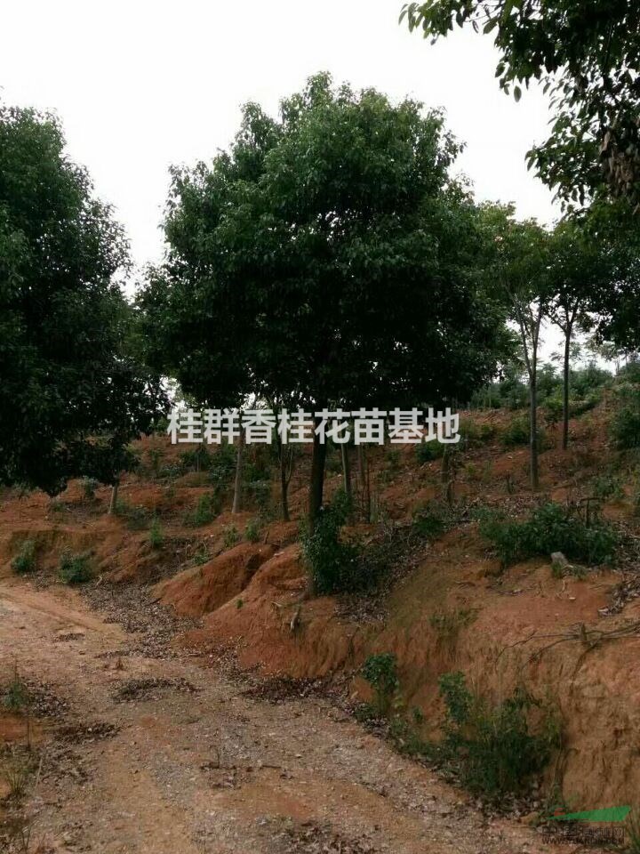 20公分以上移栽香樟樹價(jià)格