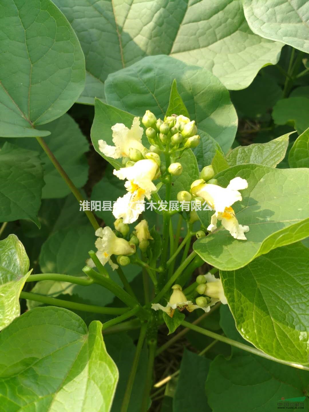 供應(yīng)梓樹苗
