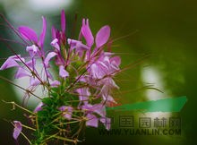 醉蝶花 別稱 鳳蝶草、紫龍須、蜘蛛花  醉蝶花種子價(jià)格