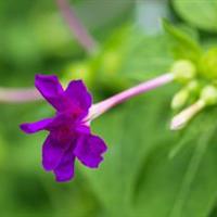 紫茉莉別稱胭脂花、粉豆花、狀元花、丁香葉、苦丁 紫茉莉價格