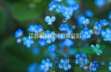 勿忘我別稱勿忘草、星辰花、匙葉草  勿忘我種子價格