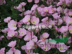 月見(jiàn)草別稱晚櫻草、待霄草、山芝麻、野芝麻  月見(jiàn)草種子價(jià)格