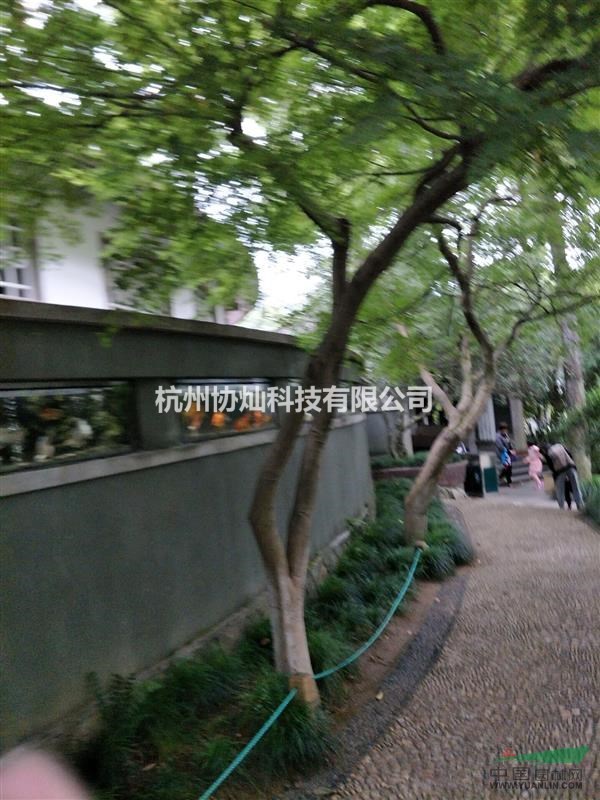出售6到15公分形態(tài)奇異的雞爪槭，紅楓，櫻花