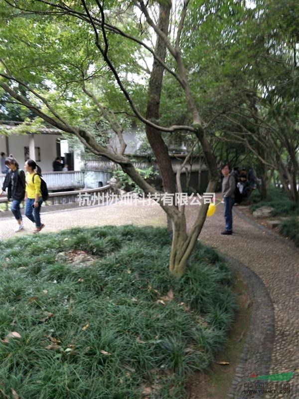 出售6到15公分形態(tài)奇異的雞爪槭，紅楓，櫻花