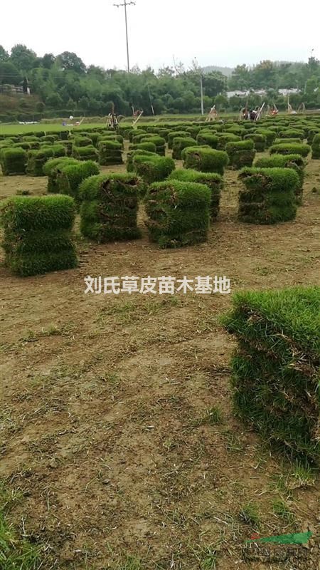 馬尼拉藥物除雜草