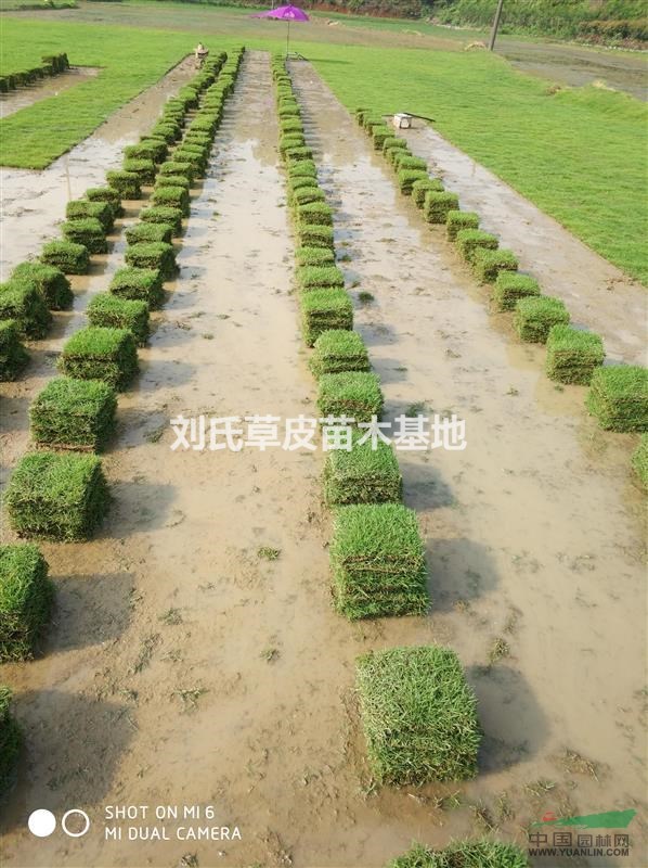 簡單了解馬尼拉草皮