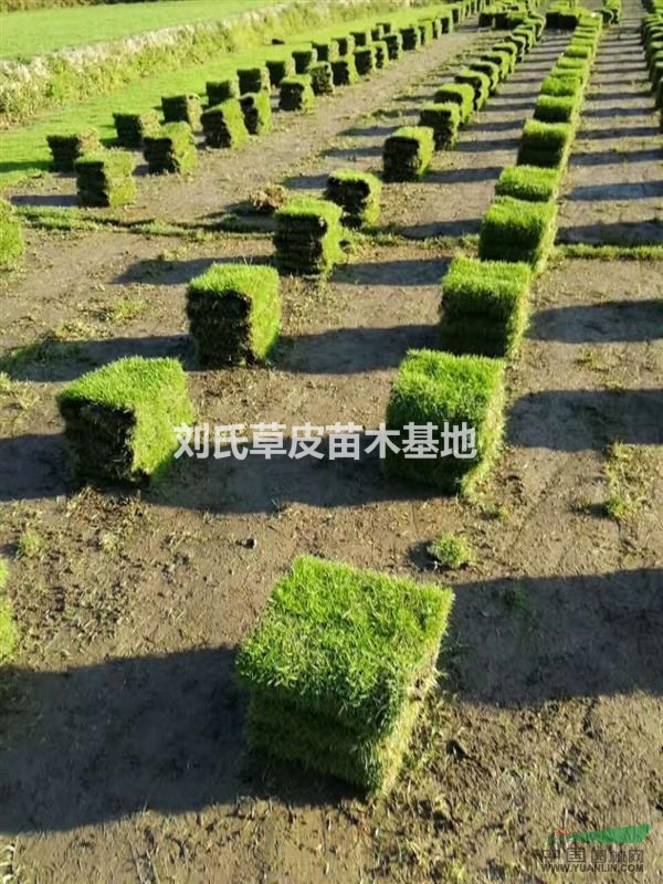 湖南草皮一些生長習性