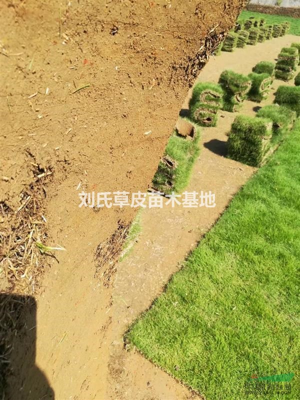 湖南草皮一些生長習性
