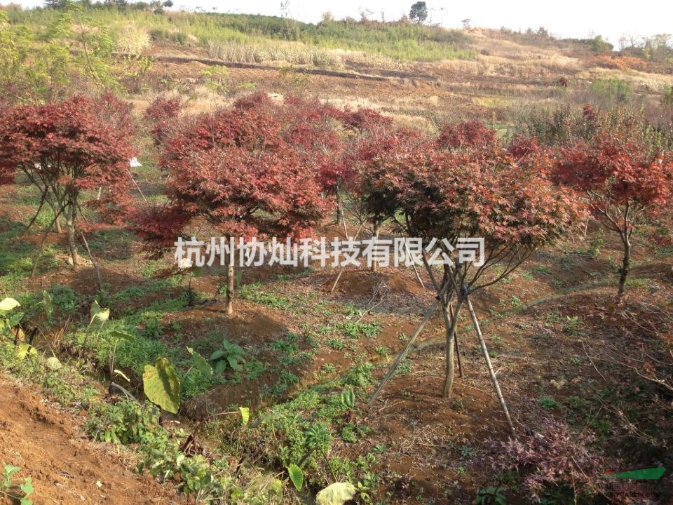 供應冠幅良好的精品紅楓出售