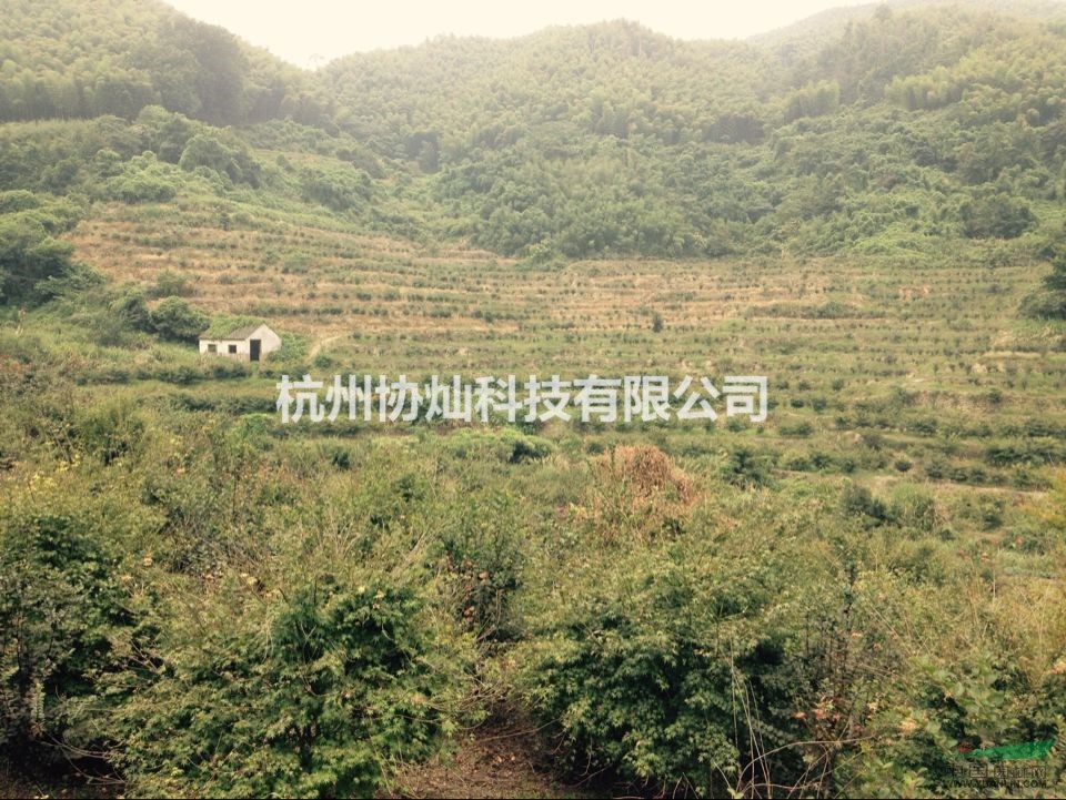 供應(yīng)冠幅良好的精品雞爪槭出售