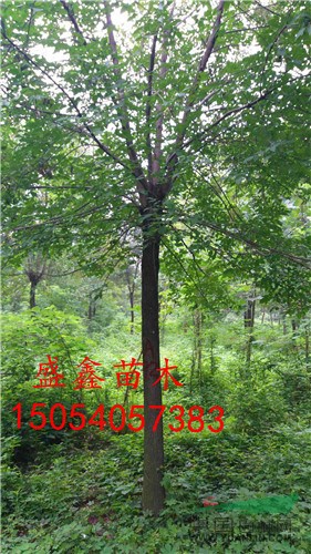 山東精品牡丹價格多少錢