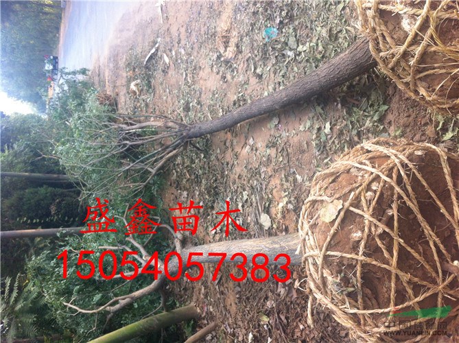 山東精品牡丹價格多少錢